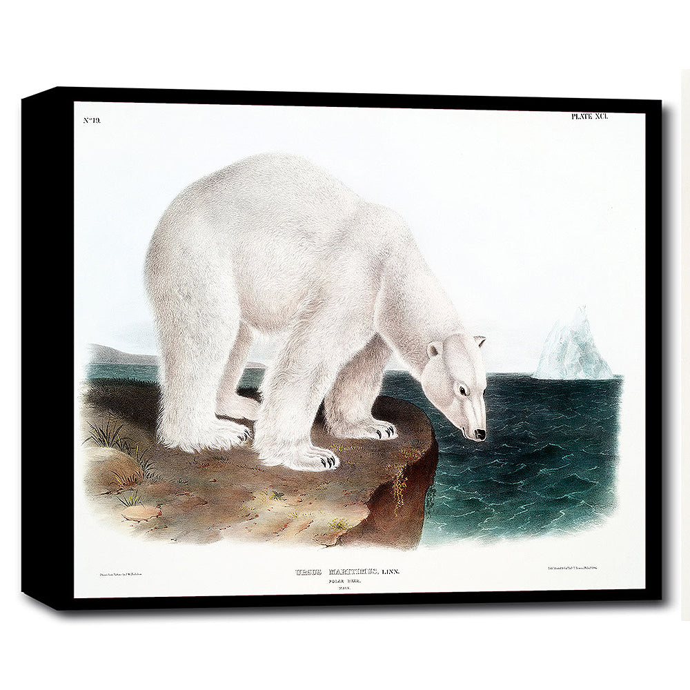 A framed print of a polar bear by John J. Audubon, depicting the animal in a natural setting with detailed coloration.
