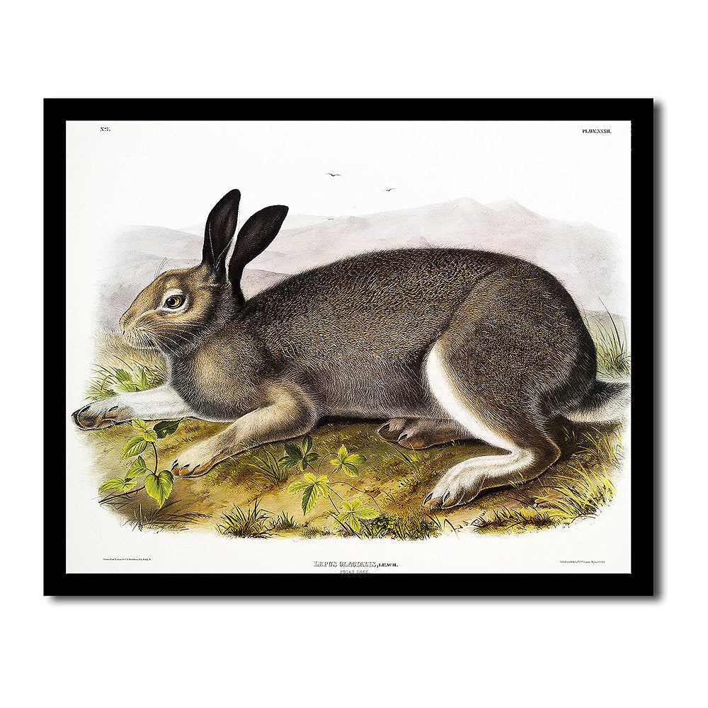 Polar Hare by John J. Audubon