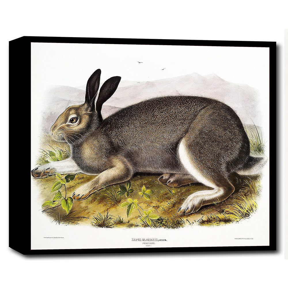 A mounted print of a Polar Hare by John J. Audubon, with a black frame, displaying the detailed artwork on a white background.