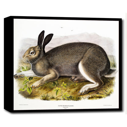 A mounted print of a Polar Hare by John J. Audubon, with a black frame, displaying the detailed artwork on a white background.