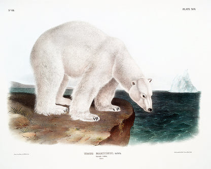 Polar Bear by John J. Audubon