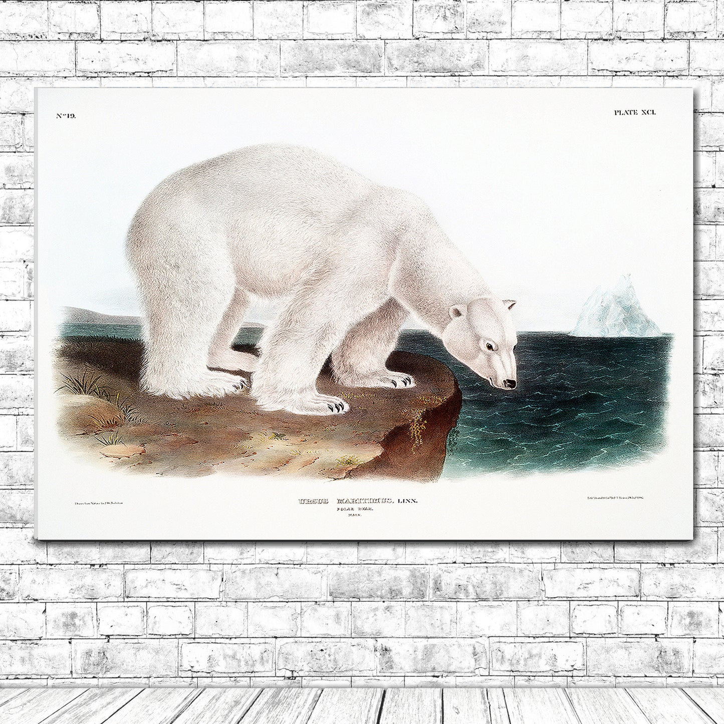 Polar Bear by John J. Audubon