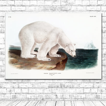 Polar Bear by John J. Audubon