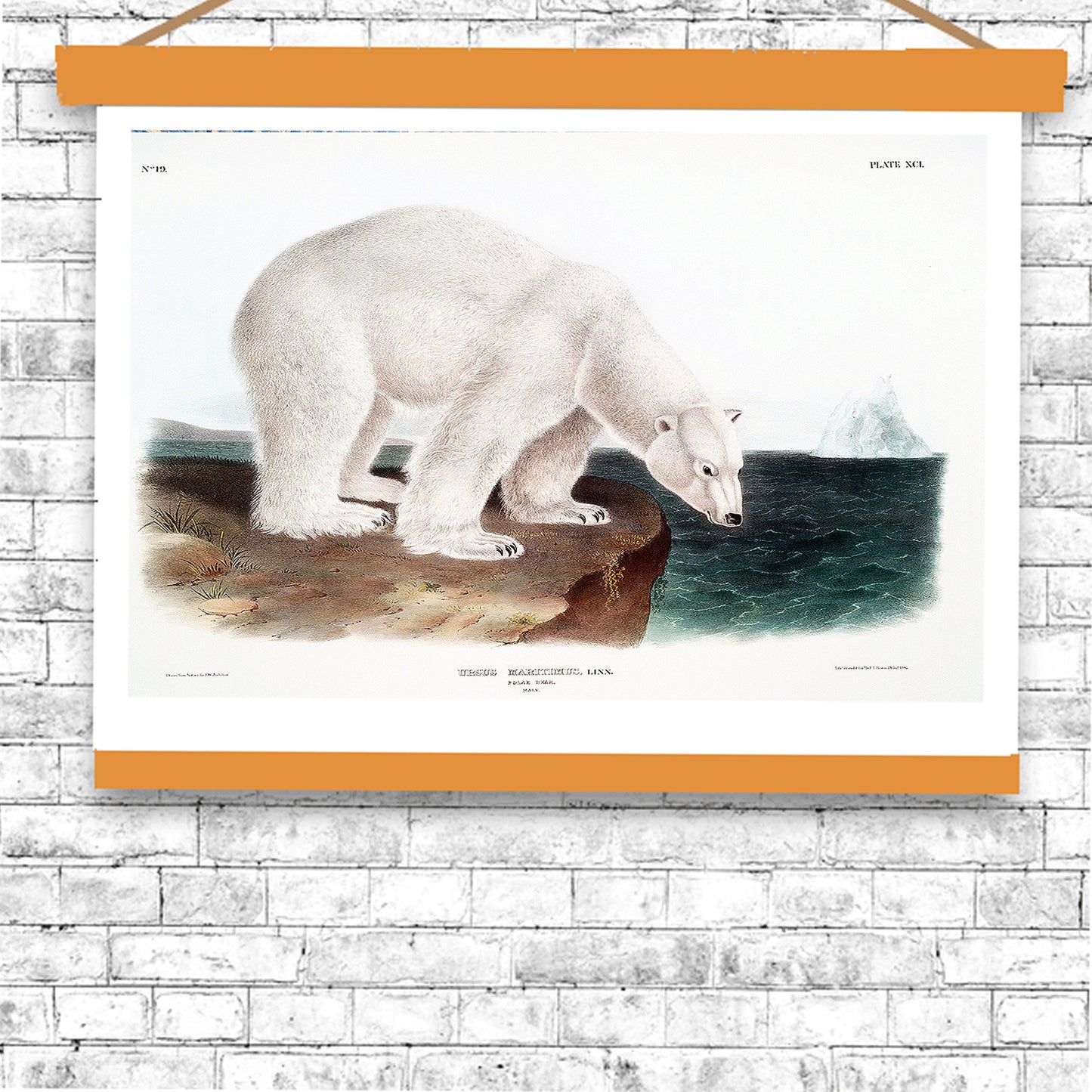 Polar Bear by John J. Audubon