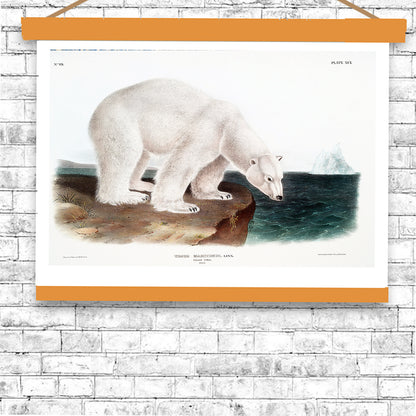 Polar Bear by John J. Audubon