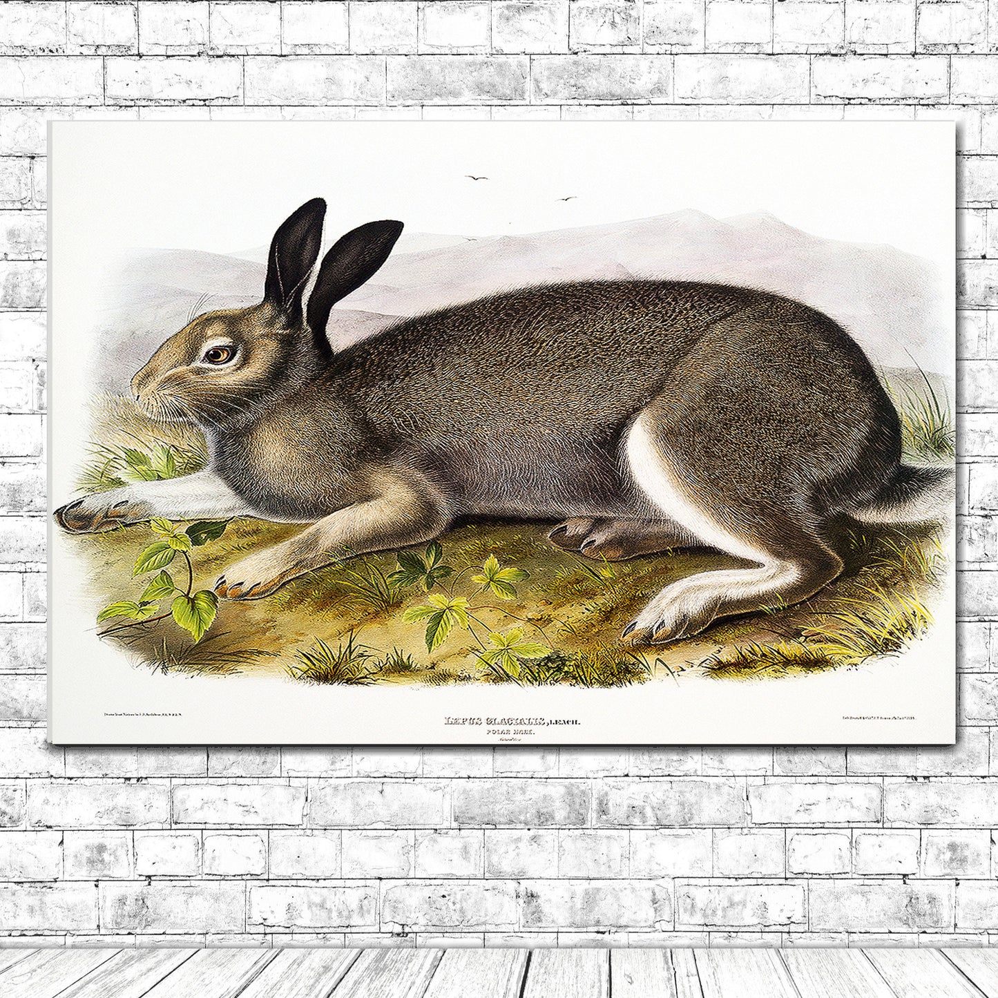 Polar Hare by John J. Audubon