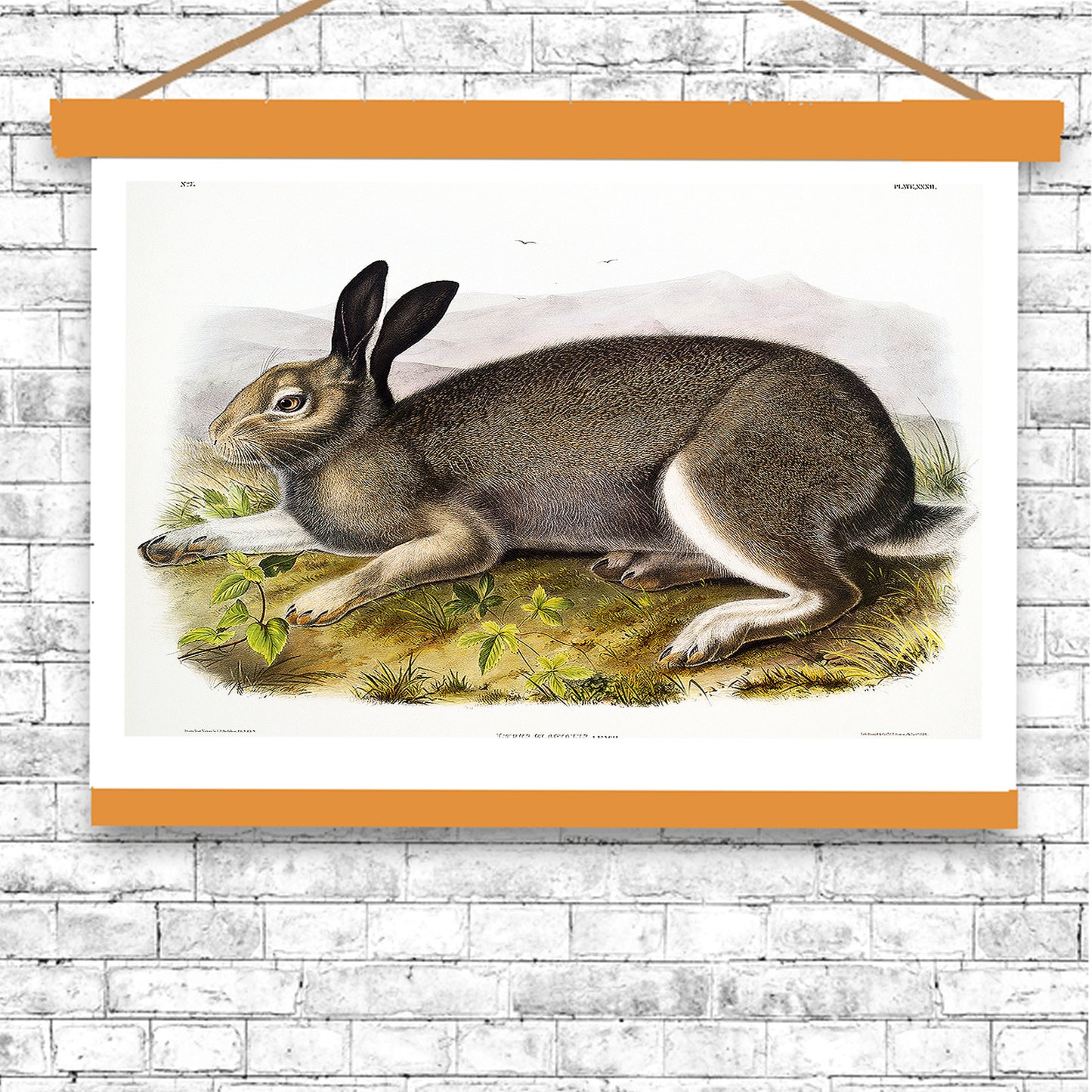 Polar Hare by John J. Audubon