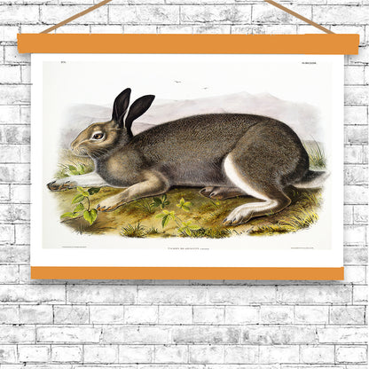 Polar Hare by John J. Audubon