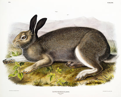 A mounted print of a Polar Hare by John J. Audubon, with a black frame, displaying the detailed artwork on a white background.