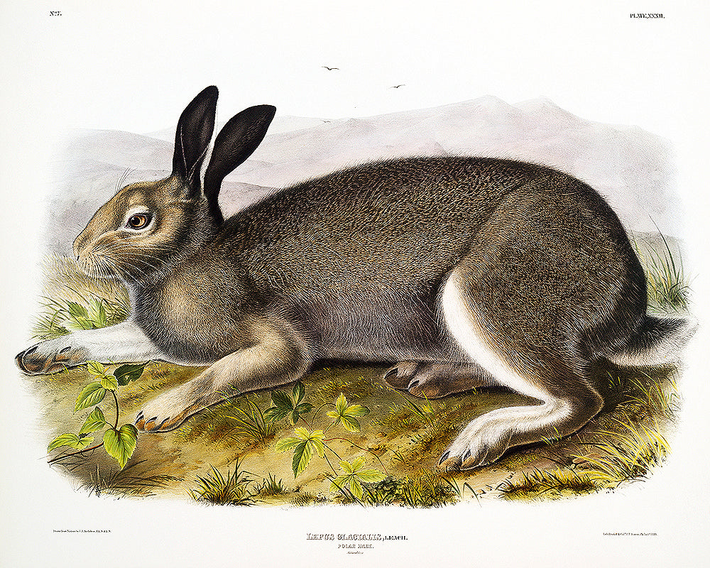 Polar Hare by John J. Audubon