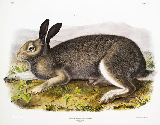 Polar Hare (Lepus glacialis) by John James Audubon