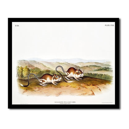 Prairie Dog by John J. Audubon