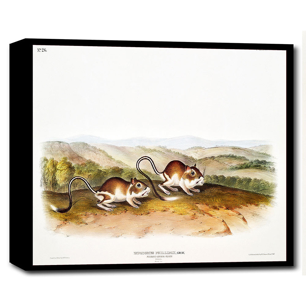 A framed print of two jerboa mice on a landscape background, with a black border around the image.
