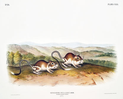 A framed print of two jerboa mice on a landscape background, with a black border around the image.