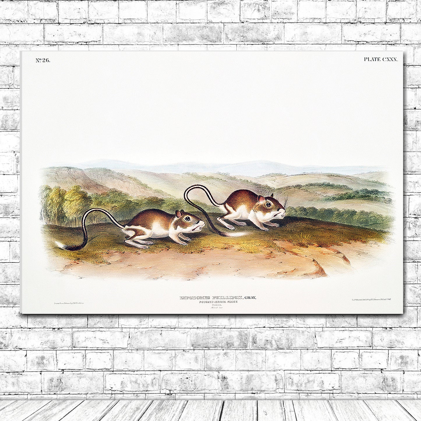 Pouched Jerboa Mouse by John J. Audubon