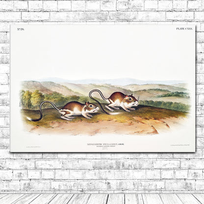 Pouched Jerboa Mouse by John J. Audubon
