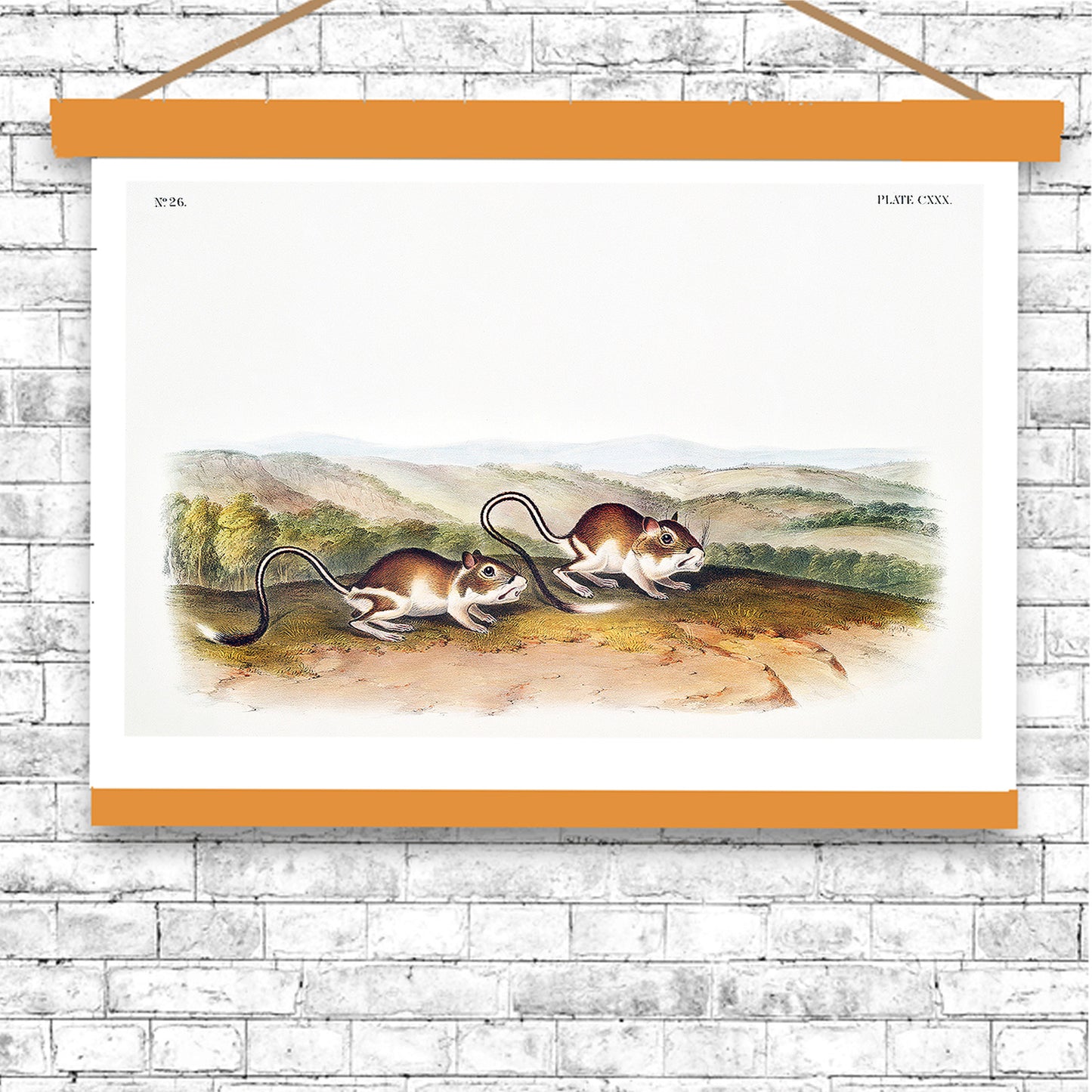 Pouched Jerboa Mouse by John J. Audubon