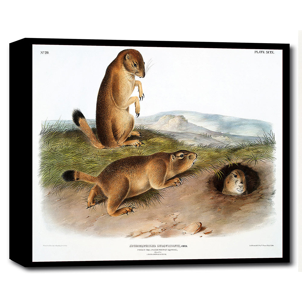 A framed print depicting three prairie dogs in a natural landscape setting.