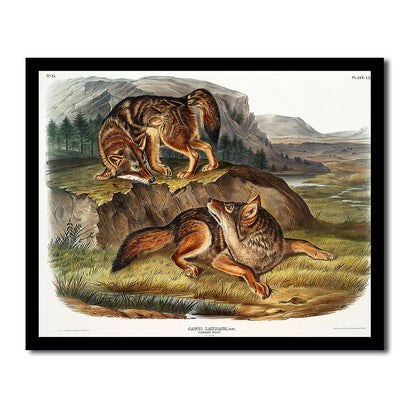 Prong-horned Antelope by John J. Audubon