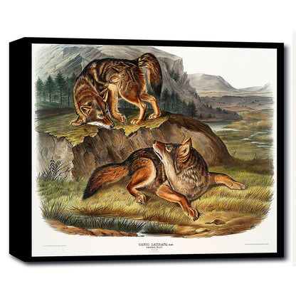 Prairie Wolf by John J. Audubon