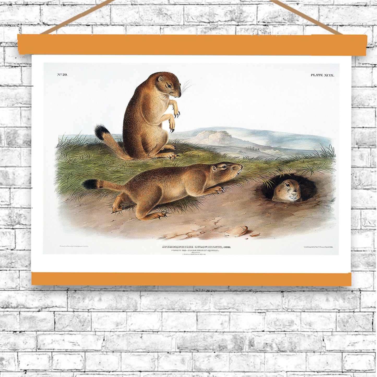 Prairie Dog by John J. Audubon