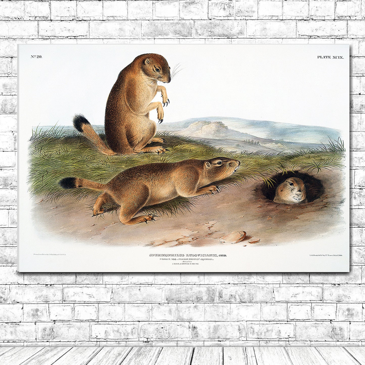Prairie Dog by John J. Audubon