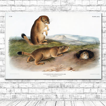 Prairie Dog by John J. Audubon