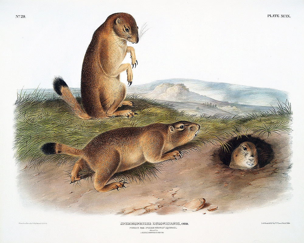A framed print depicting three prairie dogs in a natural landscape setting.