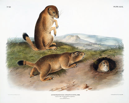 A framed print depicting three prairie dogs in a natural landscape setting.