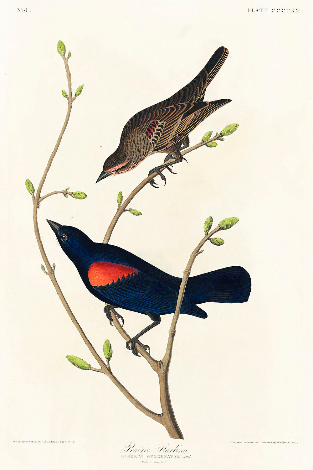 Prairie Starling from Birds of America (1827) by John James Audubon