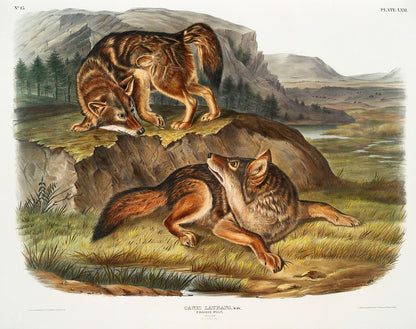 A printed artwork depicting two coyotes in a natural landscape setting with mountains in the background.