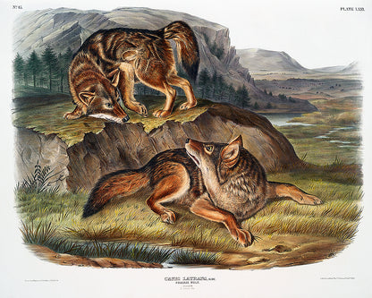 Prairie Wolf by John J. Audubon