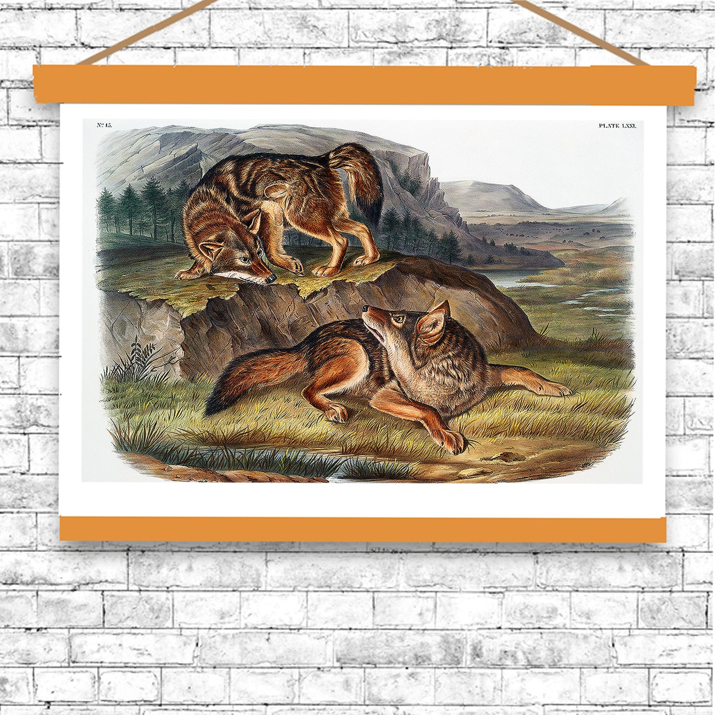 Prairie Wolf by John J. Audubon