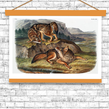Prairie Wolf by John J. Audubon