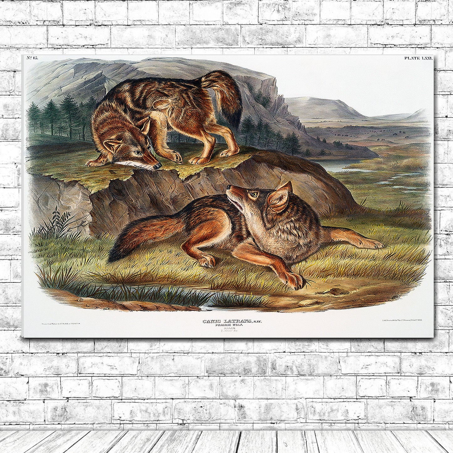 Prairie Wolf by John J. Audubon