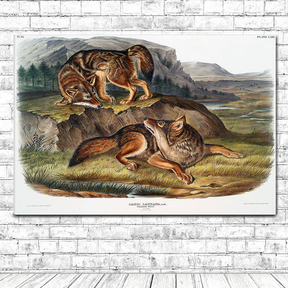 Prairie Wolf by John J. Audubon