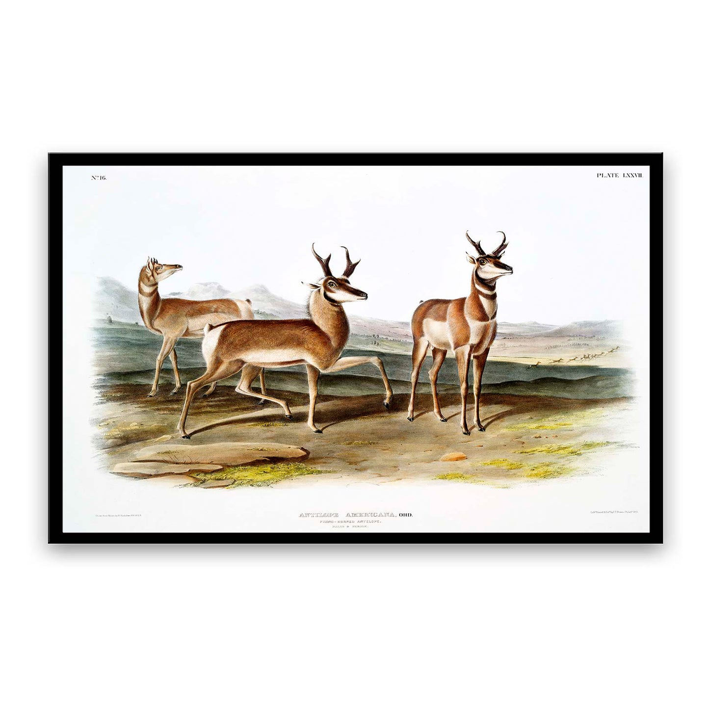 Prong-horned Antelope by John J. Audubon  | Choose Style | Size & Trim Color