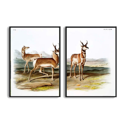 Prong-horned Antelope by John J. Audubon  | Choose Style | Size & Trim Color