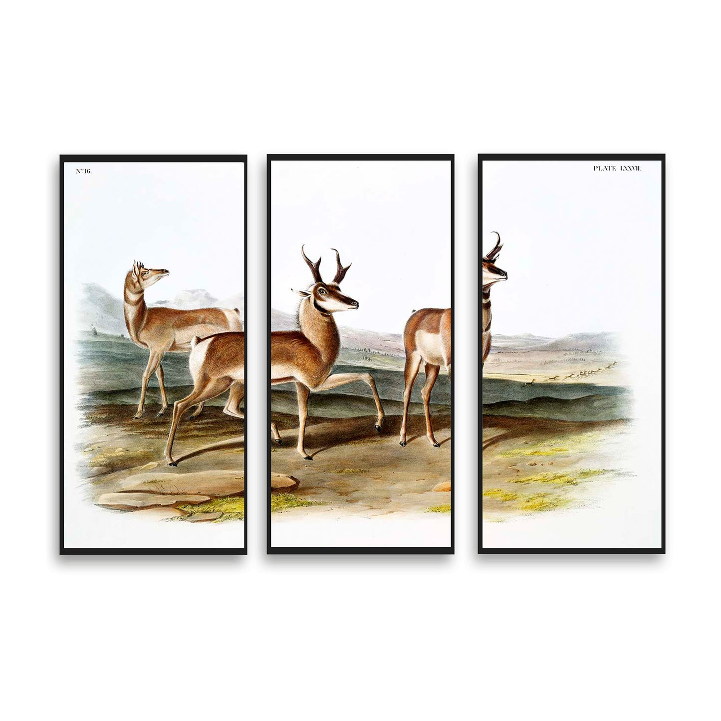 Prong-horned Antelope by John J. Audubon  | Choose Style | Size & Trim Color