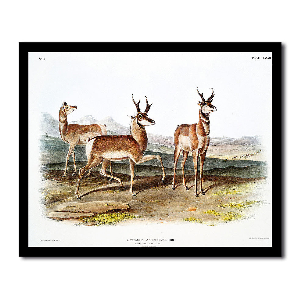 Prong-horned Antelope by John J. Audubon