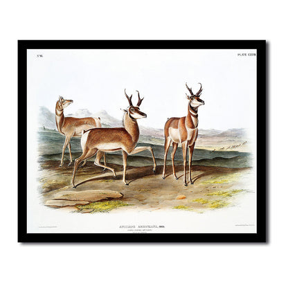 Prong-horned Antelope by John J. Audubon
