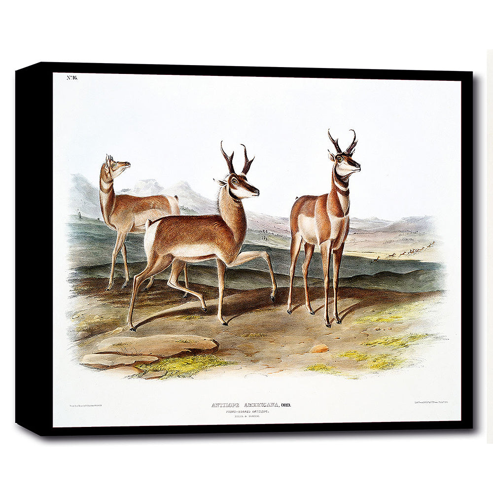 Prong-horned Antelope by John J. Audubon