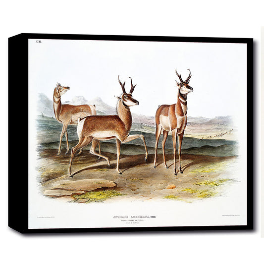Prong-horned Antelope by John J. Audubon