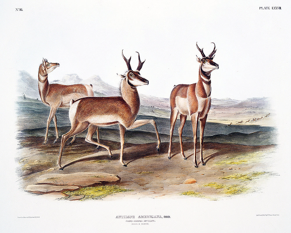 A framed print depicting three prong-horned antelopes on a landscape background.