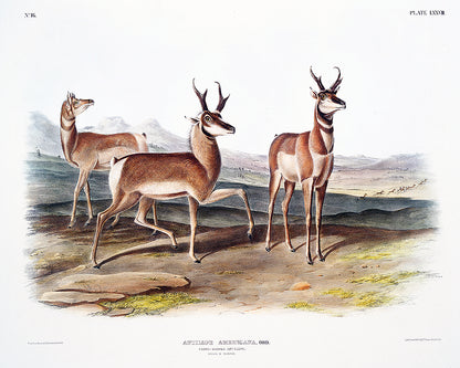 A framed print depicting three prong-horned antelopes on a landscape background.