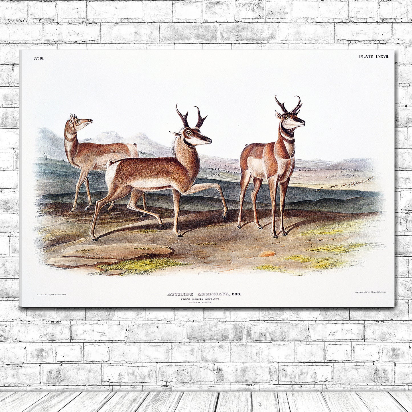 Prong-horned Antelope by John J. Audubon