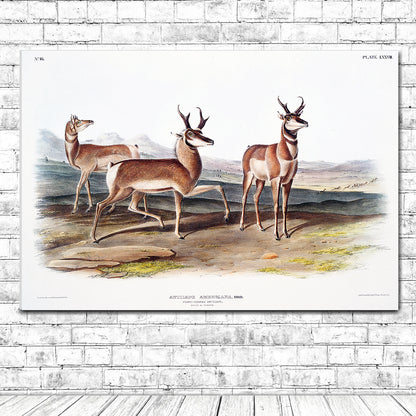 Prong-horned Antelope by John J. Audubon