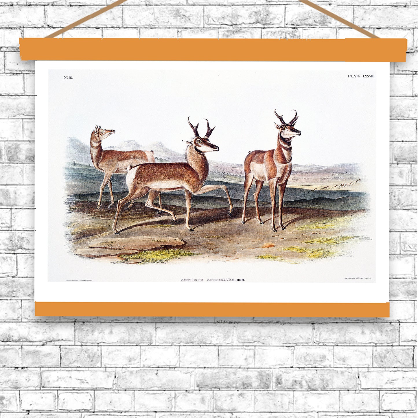 Prong-horned Antelope by John J. Audubon
