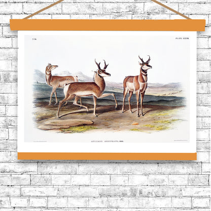 Prong-horned Antelope by John J. Audubon