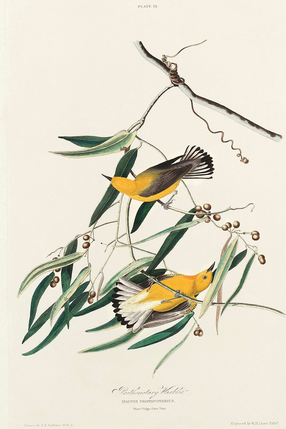 Prothonotary Warbler from Birds of America (1827) by John James Audubon